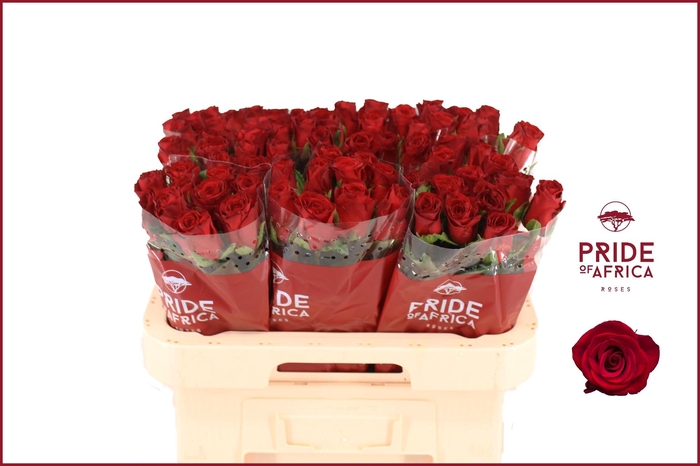 <h4>R GR REVOLUTION</h4>