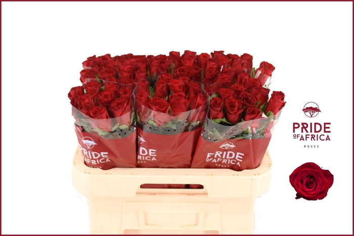 <h4>R GR REVOLUTION</h4>