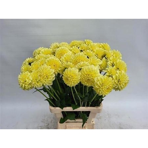 Dahlia Banana Baby