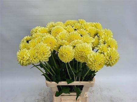 <h4>Dahlia Banana Baby</h4>