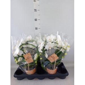 Phalaenopsis   ...