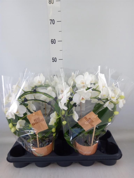 <h4>Phalaenopsis   ...</h4>