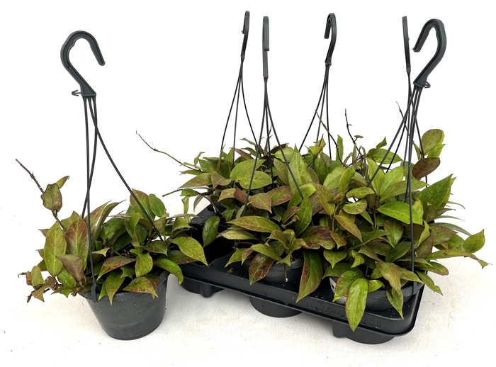 <h4>HOYA SUNRISE</h4>