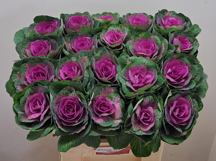 <h4>BRASS RED CRANE</h4>