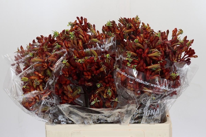 Kangaroo Paw Early Spring Indoor