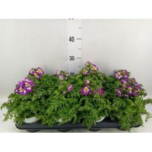 Schizanthus  'Atlantis'  .cultivars