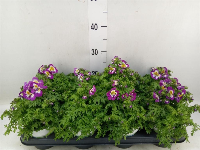 <h4>Schizanthus  'Atlantis'  .cultivars</h4>