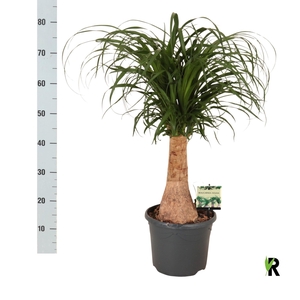 BEAUCARNEA RECUR