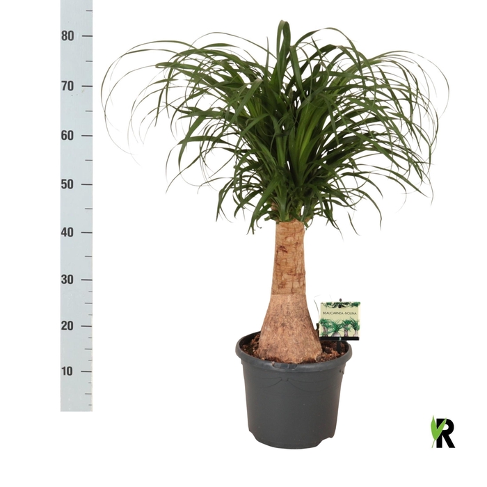 <h4>BEAUCARNEA RECUR</h4>