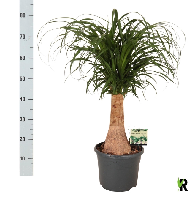 <h4>BEAUCARNEA RECUR</h4>