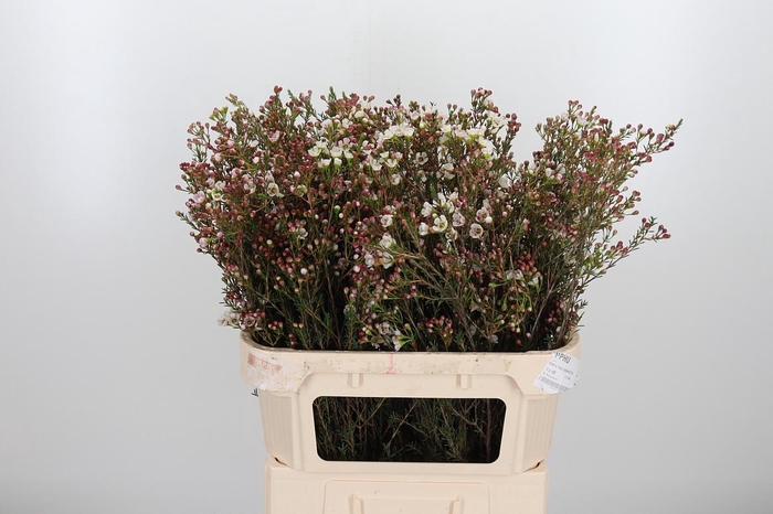 <h4>Chame Mi Liron</h4>