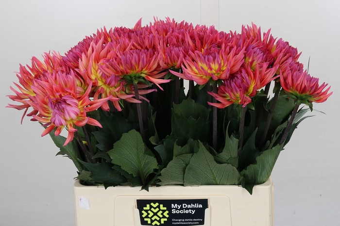 <h4>Dahlia Karma Sangria</h4>