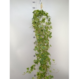 Hedera helix 'Goldchild'