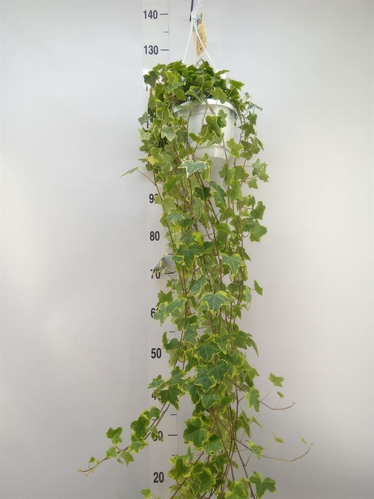 <h4>Hedera helix 'Goldchild'</h4>