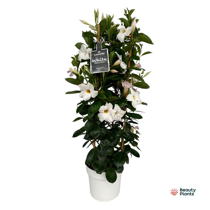 <h4>Mandevilla Sundaville White in toren (Dipladenia)</h4>