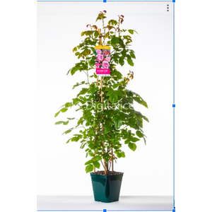 Rosa Floribunda Grp overig