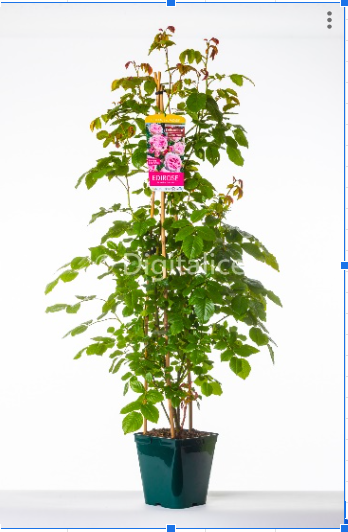 <h4>Rosa (Floribunda Grp) Bella Select</h4>
