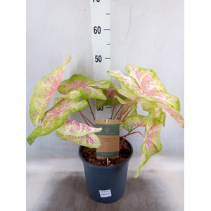 Caladium   ...