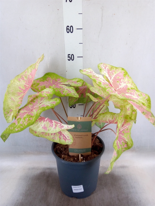 <h4>Caladium   ...</h4>