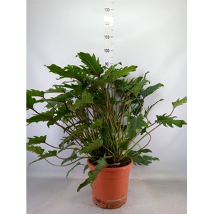 Philodendron  'Xanadu'