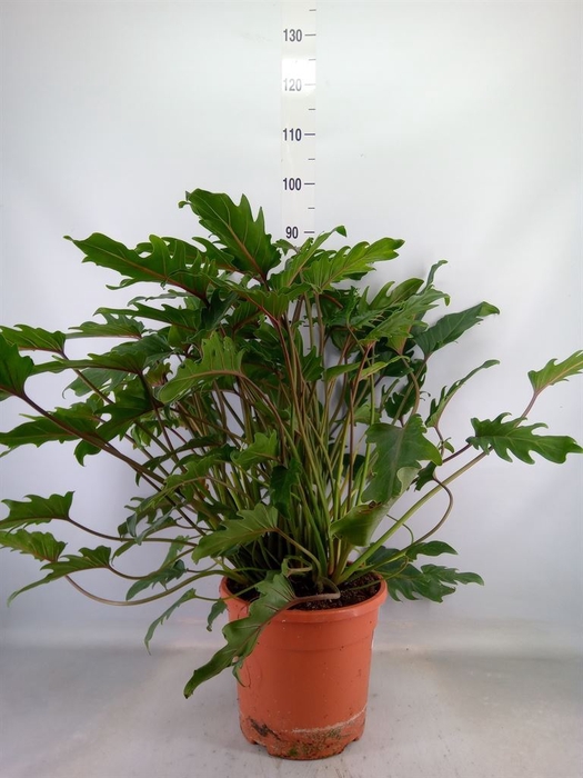 <h4>Philodendron  'Xanadu'</h4>