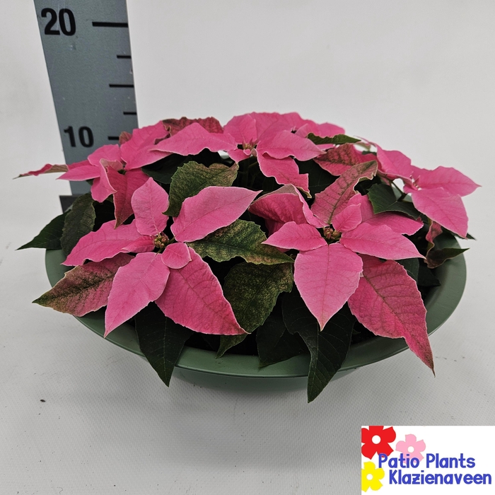 <h4>EUPHOR P CHR F PINK</h4>