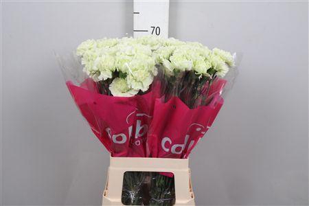 <h4>Di St Prado Mint</h4>