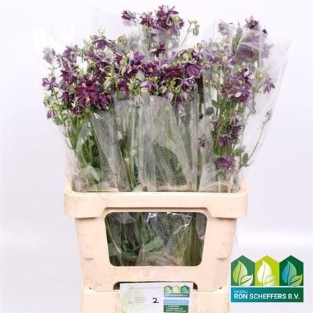 <h4>Aquilegia Blue Cloud</h4>