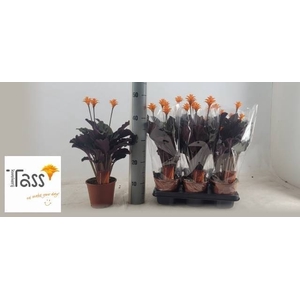 CALAT CROCATA
