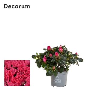 Azalea 9 cm roze - Decorum