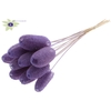 Luffa Mini on stem Milka