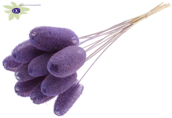 Luffa Mini on stem Milka