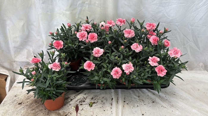 <h4>DIAN OSC PINK</h4>