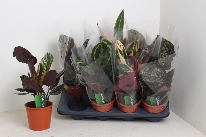<h4>CALAT GEM 3 SRT</h4>