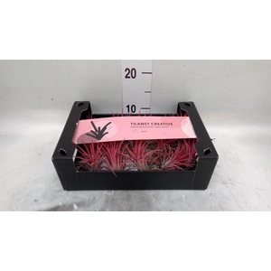Tillandsia ionantha