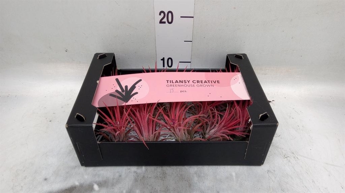 <h4>Tillandsia ionantha</h4>