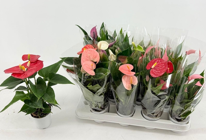 <h4>Anthu An Gem 4 Kl</h4>