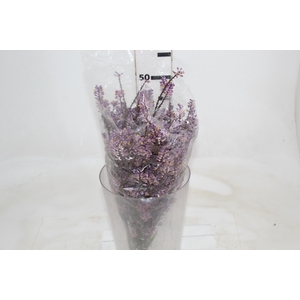 FLOR DE DRACENA FLOR DE DRACENA VINHO