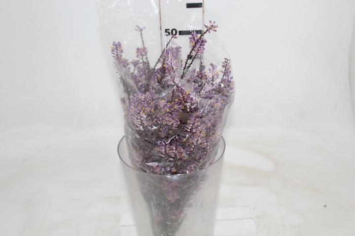 <h4>FLOR DE DRACENA FLOR DE DRACENA VINHO</h4>