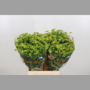 Bupleurum Griffithii