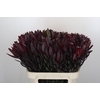 Leucadendron Saf Sunset Dark R.