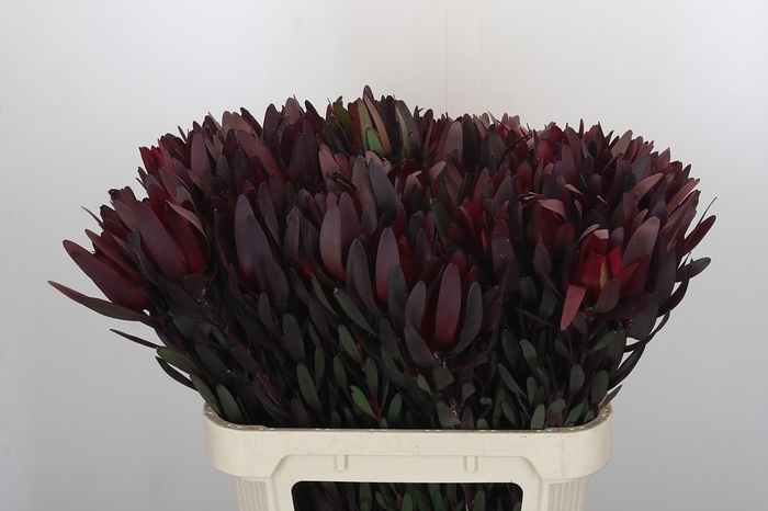 <h4>Leucadendron Saf Sunset Dark R.</h4>