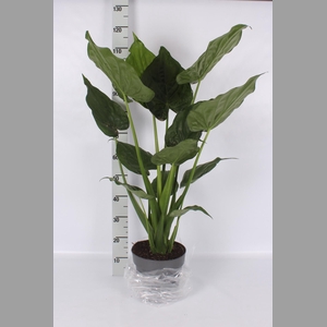 ALOC CUCULLATA