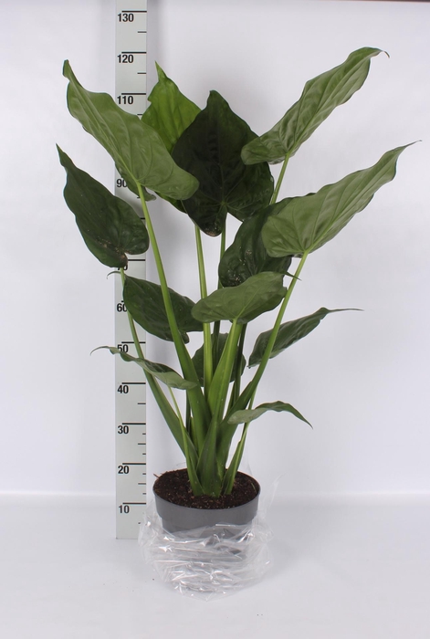 <h4>ALOC CUCULLATA</h4>