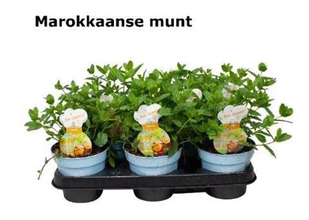 <h4>Mentha Spicata Maroccan Mint</h4>