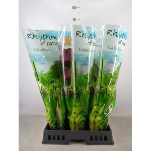 Calathea picturata 'Argentea'