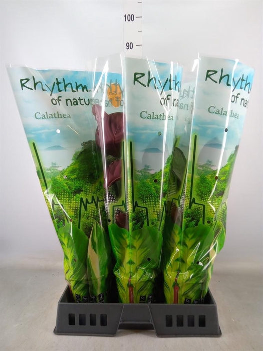 <h4>Calathea picturata 'Argentea'</h4>