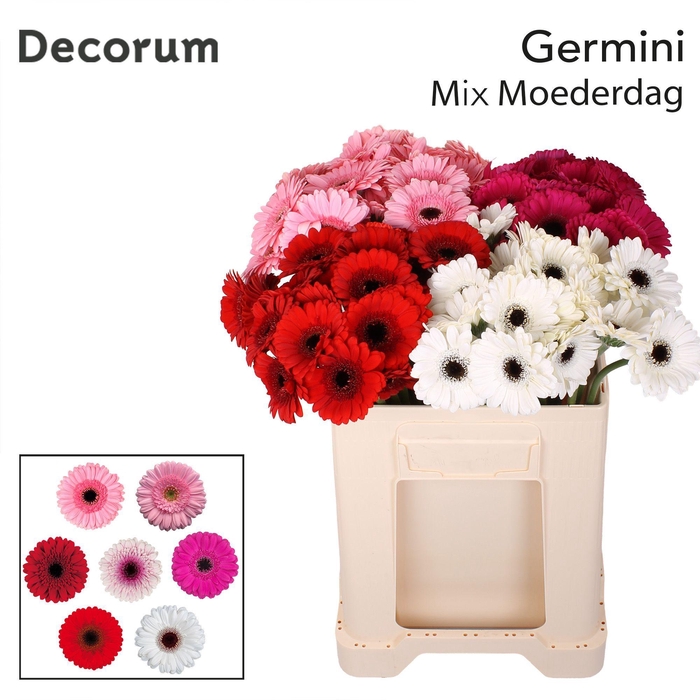 <h4>Germini Mix Moederdag Water</h4>
