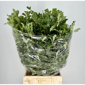 Pittosporum Tenuifoglia