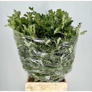 Pittosporum Tenuifoglia